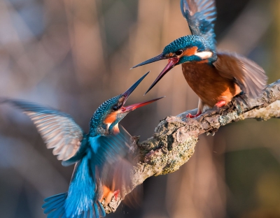1. Alcedo atthis / IJsvogel / Kingfisher