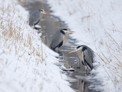 Bird picture: Ardea cinerea / Blauwe Reiger / Grey Heron