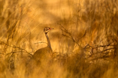 18. Eupodotis senegalensis / Senegaltrap / White-bellied bustard