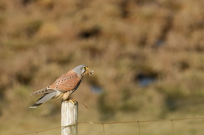 Bird picture: Falco tinnunculus / Torenvalk / Kestrel