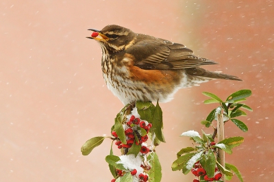 19. Turdus iliacus / Koperwiek / Redwing