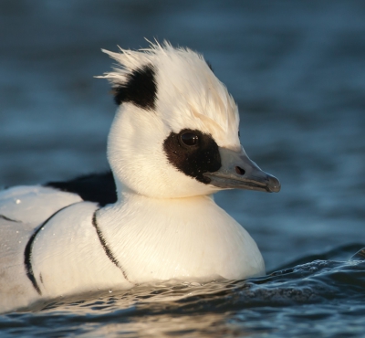 5. Mergus albellus / Nonnetje / Smew