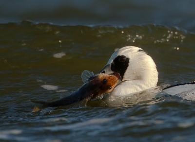 4. Mergus albellus / Nonnetje / Smew