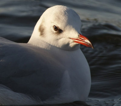 Bird picture: Larus ridibundus / Kokmeeuw / Black-headed Gull