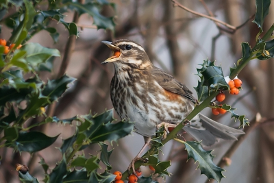 Bird picture: Turdus iliacus / Koperwiek / Redwing