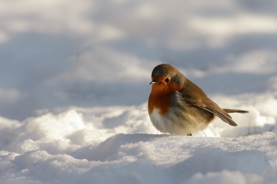Deze roodborst was rustig op zoek naar wat eetbaars in de sneeuw, onder het genot van een klein waterig zonnetje.