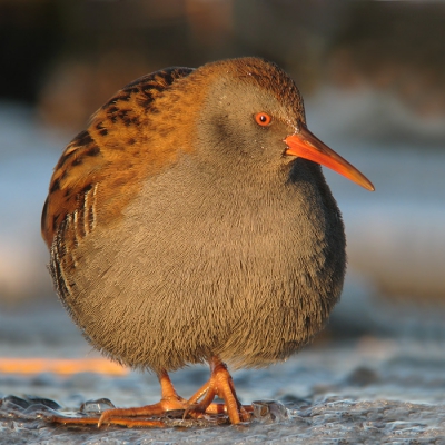 Bird picture: Rallus aquaticus / Waterral / Water Rail