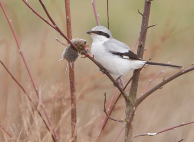 Bird picture: Lanius excubitor / Klapekster / Great Grey Shrike