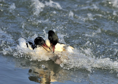 Bird picture: Mergus merganser / Grote Zaagbek / Goosander