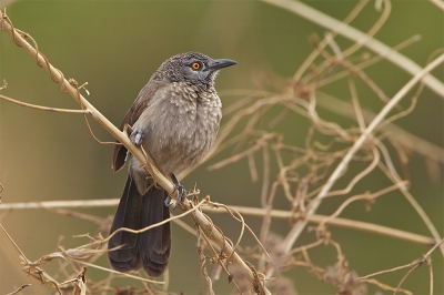 Bird picture: Turdoides Plebejus / Sahelbabbelaar / Brown Babbler