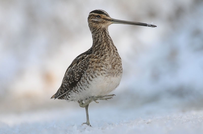 Bird picture: Gallinago gallinago / Watersnip / Snipe