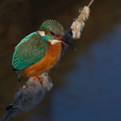 Bird picture: Alcedo atthis / IJsvogel / Kingfisher