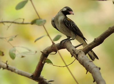 Bird picture: Indicator indicator / Grote Honingspeurder / Greater Honeyguide