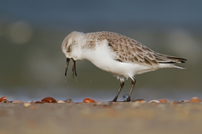 Bird picture: Calidris alba / Drieteenstrandloper / Sanderling