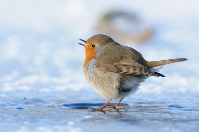 Bird picture: Erithacus rubecula / Roodborst / Robin