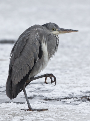 Bird picture: Ardea cinerea / Blauwe Reiger / Grey Heron