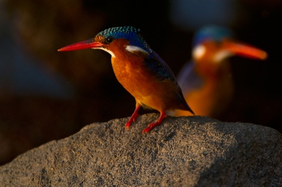 Bird picture: Alcedo cristata / Malachietijsvogel / Malachite Kingfisher