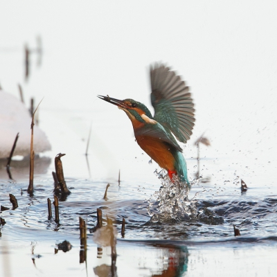 Bird picture: Alcedo atthis / IJsvogel / Kingfisher