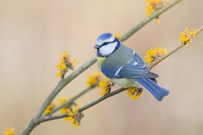 Hier mijn eerste foto op Birdpix! Dit pimpelmeesje ging even op een toverhazelaar zitten en gaf me net genoeg tijd om hem te vereeuwigen.