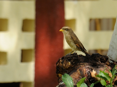 In de tuinen van het Senegambia Hotel zijn veel soorten vogels te vinden, waaronder deze geelsnavelklauwier. Die kon ik vastleggen tegen een aardige achtergrond. In de tuinen van het Senegambia Hotel zijn veel soorten vogels te vinden, waaronder deze geelsnavelklauwier. Die kon ik vastleggen tegen een aardige achtergrond.