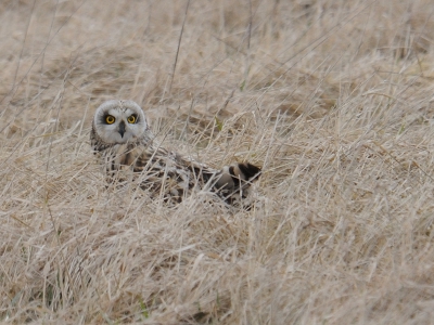 HEEL ERG BLIJ! met deze foto. Tijdens ons weekendje weg in Oostvoorne de vrijdag naar Zeeland gereden om velduilen te zien en hopelijk te fotograferen. Omdat ze ook wel in de middag werden gespot zijn we op tijd heen gegaan. Geen uil gezien en dan zie je 's avonds op BP wel foto's van velduilen gemaakt op dezefde dag, zelfde locatie. Zaterdag weer geprobeerd, weer niks. Eten in de buurt en toch nog weer even langs rijden. Het was inmiddels 18.30u en eindelijk zagen we 3 velduilen jagen. Geweldig mooi gezicht, met slecht 4 toeschouwers. Vlak voor ons landde deze velduil met muis die hem later afhandig werd gemaakt door een torenvalk.
Het is de zoveelste velduil, maar voor mij heel waardevol. HEEL ERG BLIJ! met deze foto. Tijdens ons weekendje weg in Oostvoorne de vrijdag naar Zeeland gereden om velduilen te zien en hopelijk te fotograferen. Omdat ze ook wel in de middag werden gespot zijn we op tijd heen gegaan. Geen uil gezien en dan zie je 's avonds op BP wel foto's van velduilen gemaakt op dezefde dag, zelfde locatie. Zaterdag weer geprobeerd, weer niks. Eten in de buurt en toch nog weer even langs rijden. Het was inmiddels 18.30u en eindelijk zagen we 3 velduilen jagen. Geweldig mooi gezicht, met slecht 4 toeschouwers. Vlak voor ons landde deze velduil met muis die hem later afhandig werd gemaakt door een torenvalk.
Het is de zoveelste velduil, maar voor mij heel waardevol.