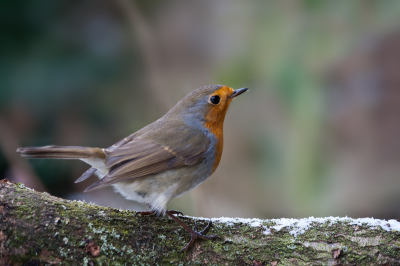 Een roodborstje uit mijn archief. Dit roodborstje zat in mijn tuin en heb hem mooi op de foto gekregen. Deze ook met mijn 55-250mm genomen.