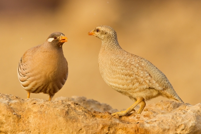 De Negev en de Arava vallei is vrijwel altijd interessant. Je moet in maart/april wel je aandacht verdelen tussen de trekvogels  en de locals. Voor mij is de woestijnpatrijs een van de iconen van de woestijn (naast de 4 lokale zandhoenders). Hier een paartje in het eerste licht.