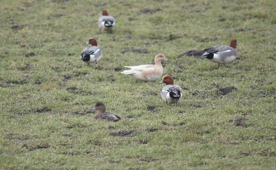 tussen de laatste smienten,zat een vreemde eend in de bijt,een bruin gekleurde smient,bij kweekers van volliere vogels zal het pastel worden genoemd!