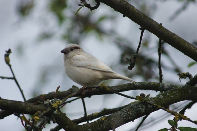 het blijft een leuke vogel om te volgen,de witte mus,sommige denken ook dat het een kanarie is!