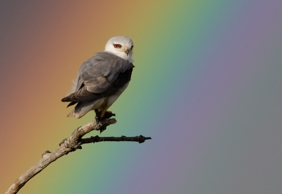 Elanus caeruleus / Grijze Wouw / Black-winged Kite