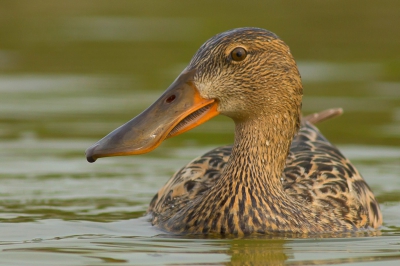 Bird picture: Anas clypeata / Slobeend / Shoveler