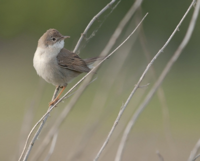 Bird picture: Sylvia communis / Grasmus / Whitethroat