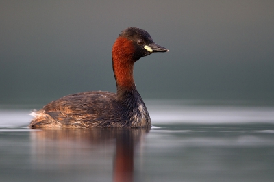 Bird picture: Tachybaptus ruficollis / Dodaars / Little Grebe