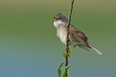 Bird picture: Sylvia communis / Grasmus / Whitethroat