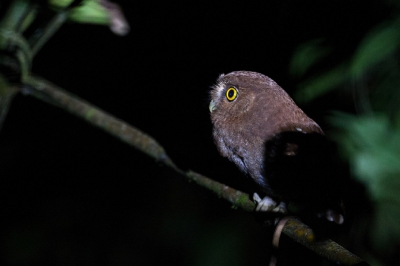 Bird picture: Megascops roraimae / Roraimaschreeuwuil / Roraiman Screech Owl