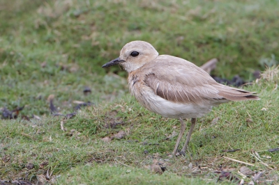Bird picture: Charadrius leschenaultii / Woestijnplevier / Greater Sand Plover