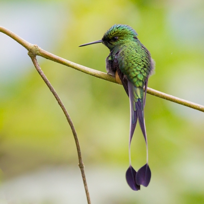 Bird picture: Ocreatus underwoodii / Vlagstaartpluimboekje / Booted racket-tail
