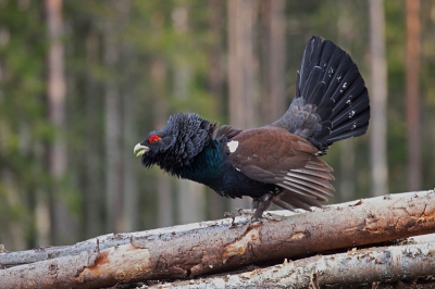 Bird picture: Tetrao urogallus / Auerhoen / Capercaillie