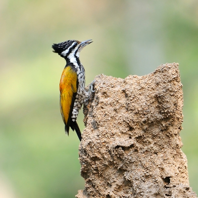 Bird picture: Dinopium javanense / Javaanse Goudrugspecht / Common Flameback