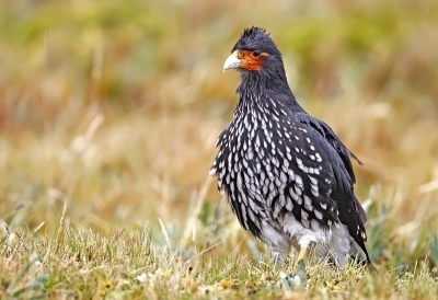 Bird picture: Phalcoboenus carunculatus / Lel caracara / Carunculated caracara