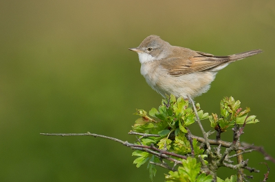 Bird picture: Sylvia communis / Grasmus / Whitethroat