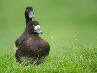 Bird picture: Aythya fuligula / Kuifeend / Tufted Duck