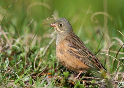 Bird picture: Emberiza hortulana / Ortolaan / Ortolan Bunting
