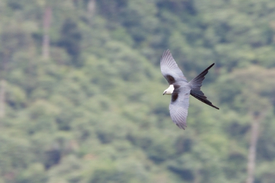 Bird picture: Elanoides forficatus / Zwaluwstaartwouw / Swallow-tailed Kite