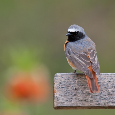 Bird picture: Phoenicurus phoenicurus / Gekraagde Roodstaart / Redstart