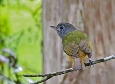 Bird picture: Mionectes rufiventris / Grijskappipratiran / Gray-hooded Flycatcher
