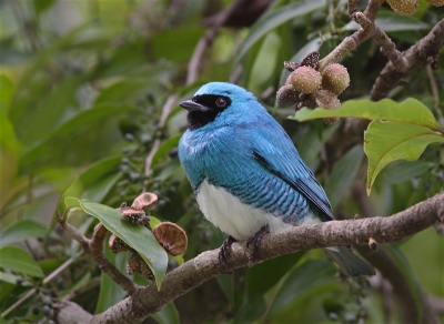 Bird picture: Tersina viridis / Zwaluwtangare / Swallow Tanager