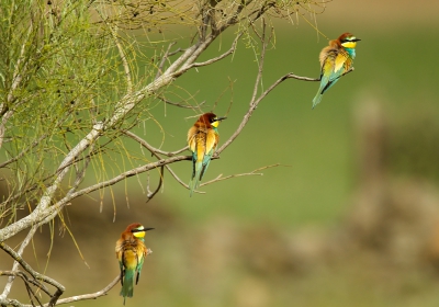 Bird picture: Merops apiaster / Bijeneter / Bee-eater