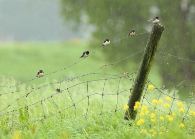 Bird picture: Hirundo rustica / Boerenzwaluw / Swallow
