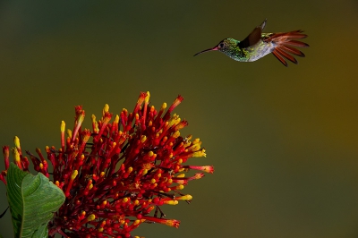 Bird picture: Amazilia tzacatl / Roodstaartkolibrie / Rufous-tailed Hummingbird